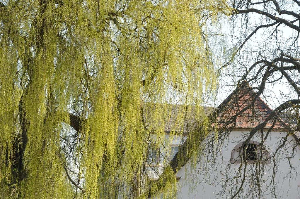 Zeiskamer Muehle Exteriör bild
